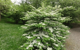 Kalina japońska Watanabe