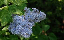 Lilak pospolity Aucubaefolia